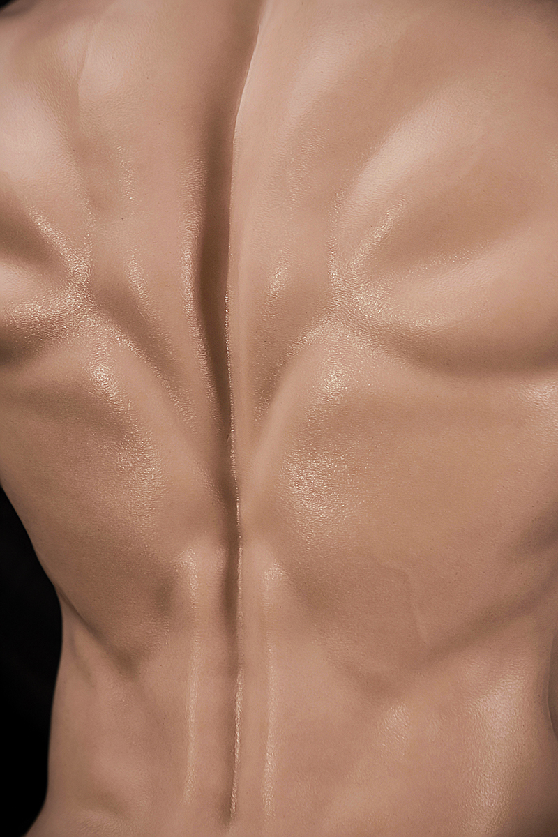 Male model with abs Torso - Nianta sex doll store