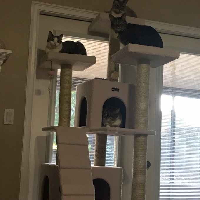 预发布站点、【Pet】77" Zuckerman Classic Real Wood Jackson Galaxy Approved Cat Tree、-12345