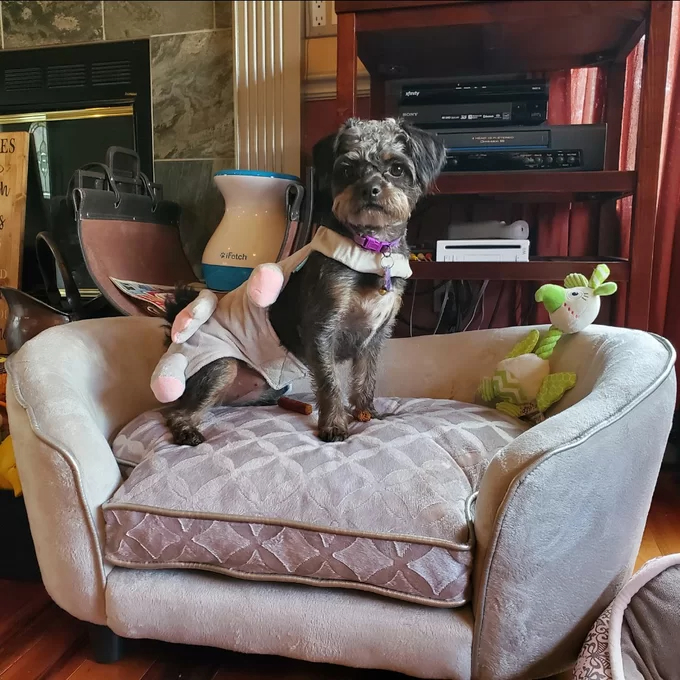 预发布站点、【Pet】Lola Dog Sofa、-12345