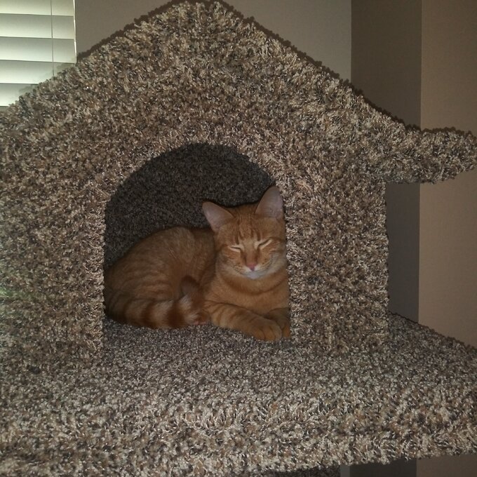 预发布站点、【Pet】66" Solid Wood Cat Tree、-12345