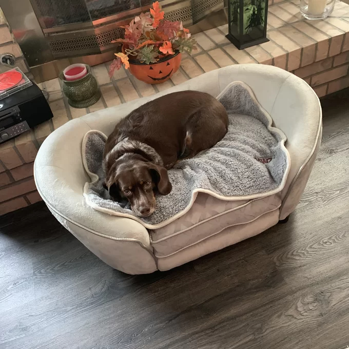 预发布站点、【Pet】Lola Dog Sofa、-12345