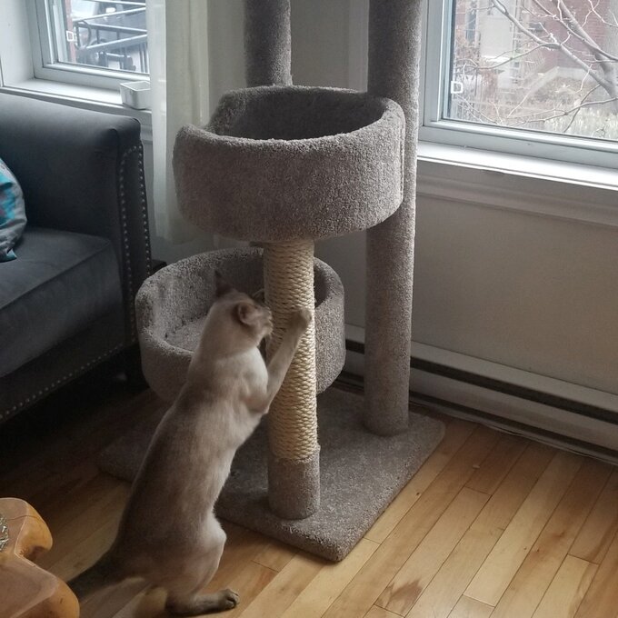 预发布站点、【Pet】64" New Stairway Cat Condo、-12345