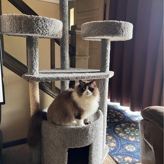 预发布站点、【Pet】65" Maine Coon House Cat Condo、-12345