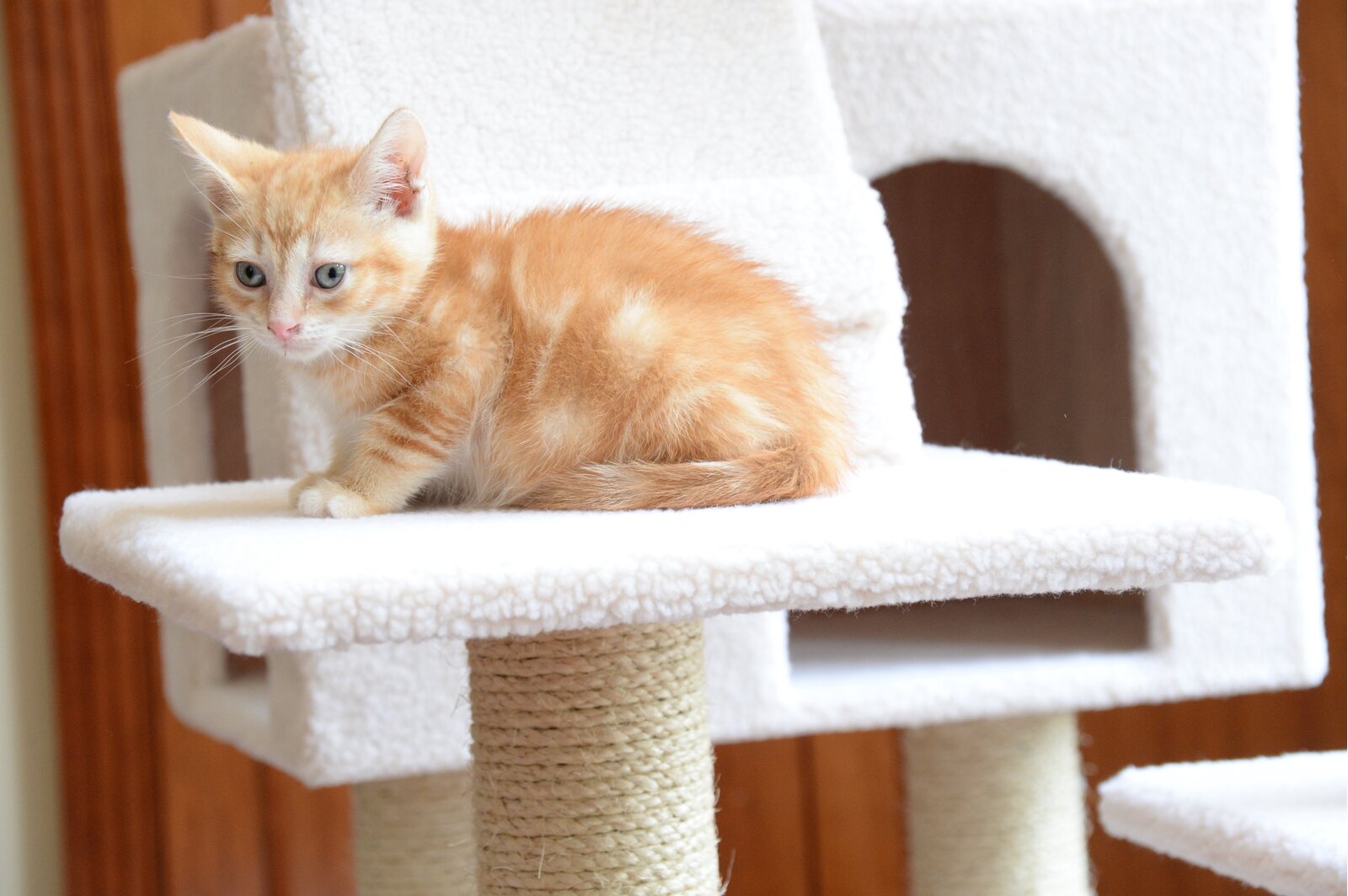 预发布站点、【Pet】77" Zuckerman Classic Real Wood Jackson Galaxy Approved Cat Tree、-12345