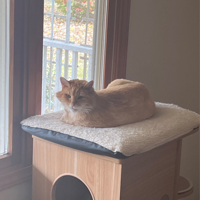 预发布站点、【Pet】47" Wooden Luxury Cat Tree、-12345