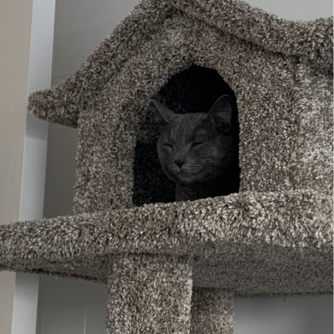 预发布站点、【Pet】66" Solid Wood Cat Tree、-12345