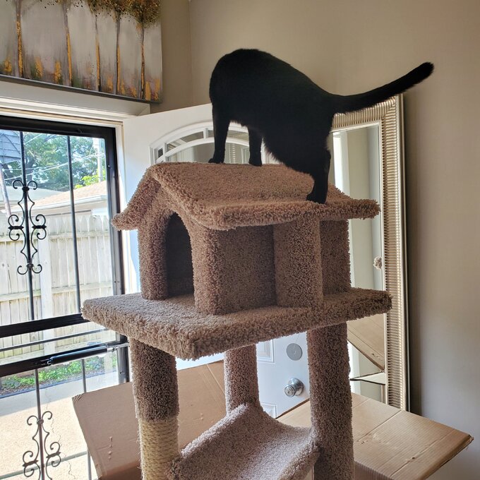 预发布站点、【Pet】66" Solid Wood Cat Tree、-12345