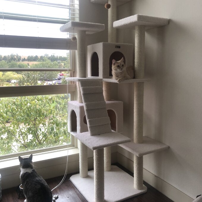 预发布站点、【Pet】77" Zuckerman Classic Real Wood Jackson Galaxy Approved Cat Tree、-12345
