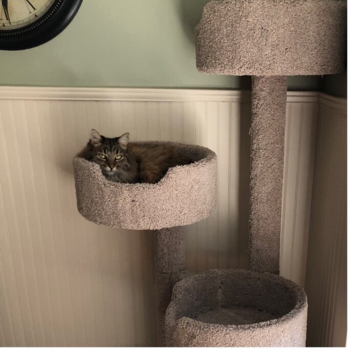 预发布站点、【Pet】64" New Stairway Cat Condo、-12345