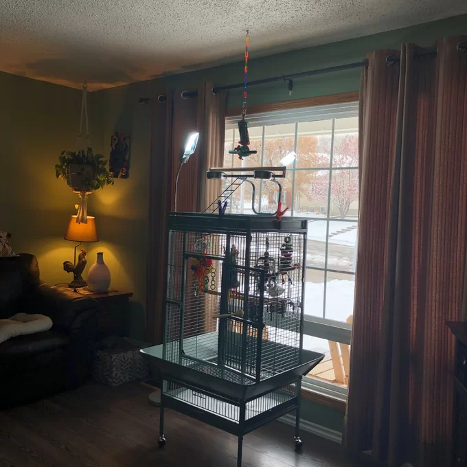 预发布站点、【Pet】Bremer Steel Play Top Floor Bird Cage with Wheels、-12345