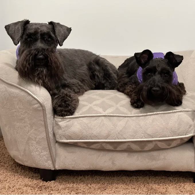 预发布站点、【Pet】Lola Dog Sofa、-12345