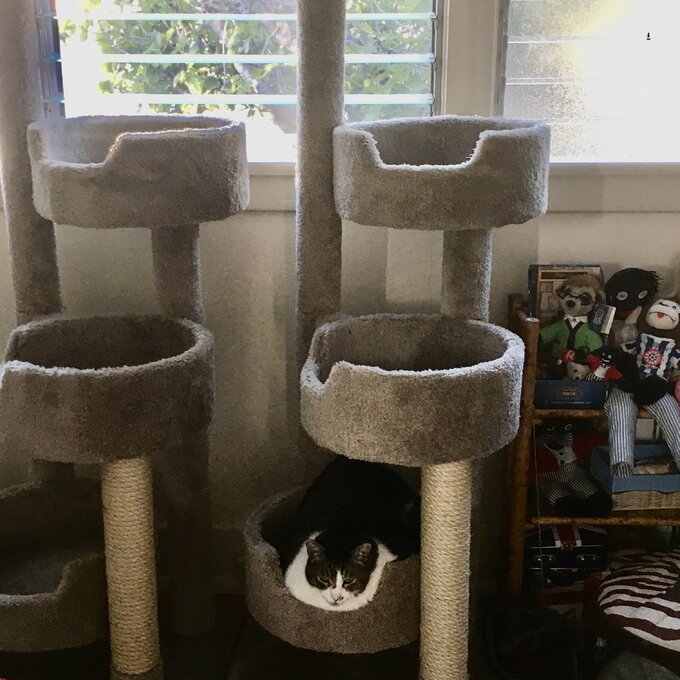 预发布站点、【Pet】64" New Stairway Cat Condo、-12345