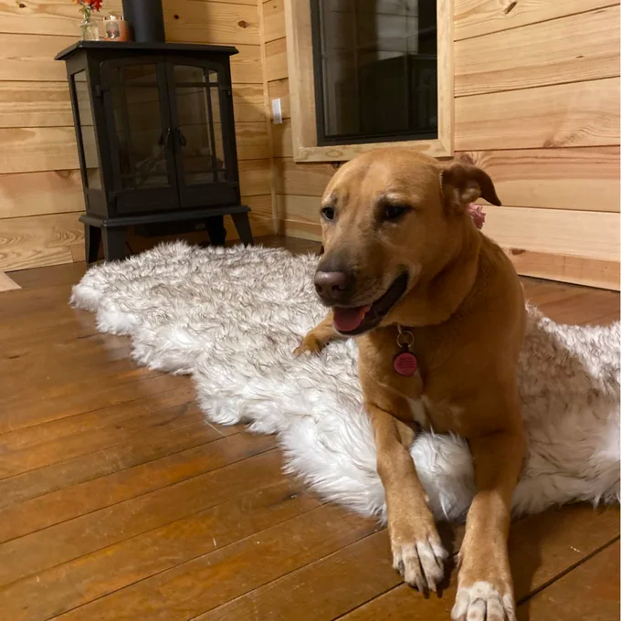 预发布站点、【Pet】Pretor Puprug Runner Faux Fur Memory Foam Dog Curve Mat、-12345