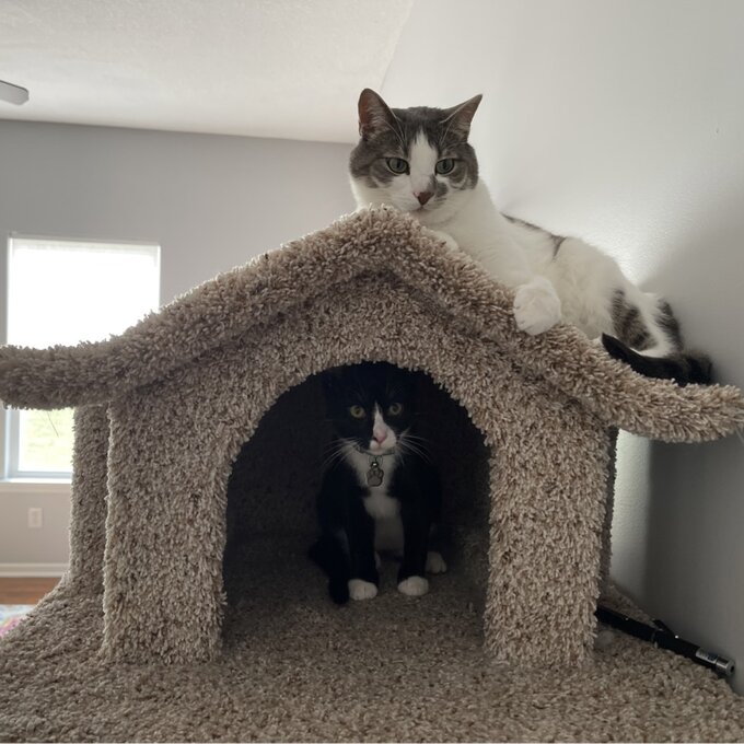 预发布站点、【Pet】66" Solid Wood Cat Tree、-12345