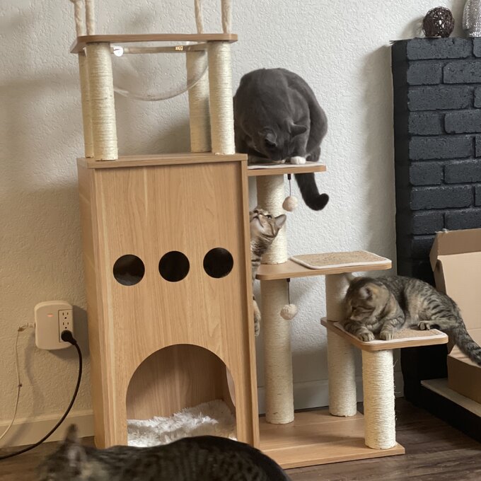 预发布站点、【Pet】52" Tavion Multi-level Cat Tree、-12345