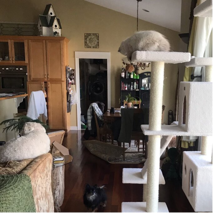 预发布站点、【Pet】77" Zuckerman Classic Real Wood Jackson Galaxy Approved Cat Tree、-12345