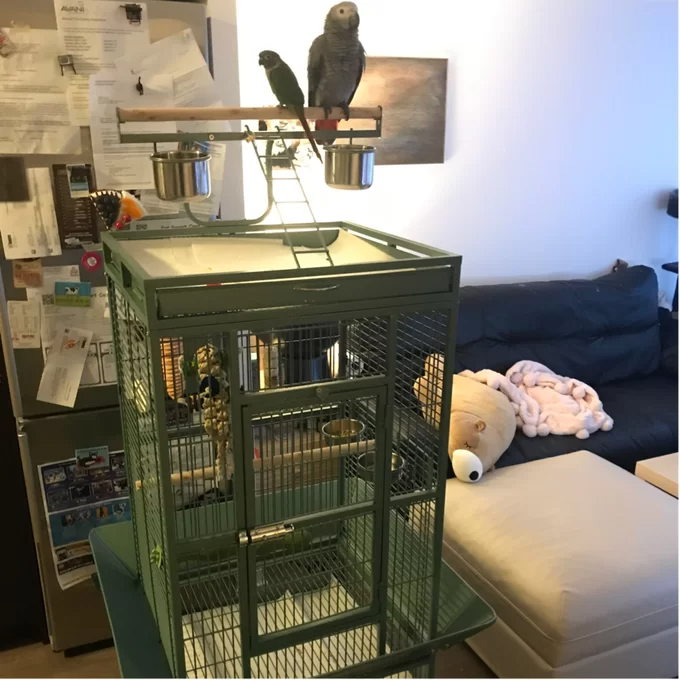 预发布站点、【Pet】Bremer Steel Play Top Floor Bird Cage with Wheels、-12345