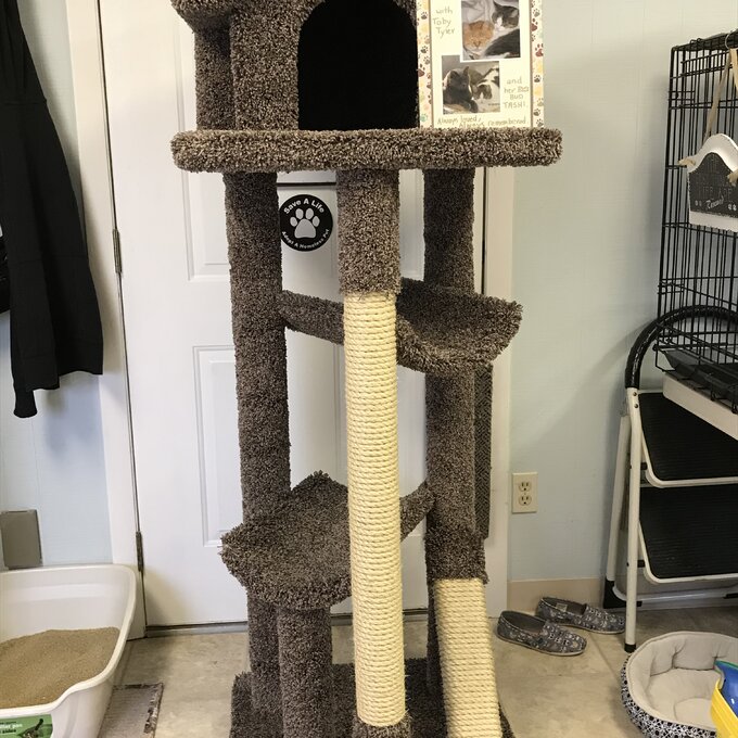 预发布站点、【Pet】66" Solid Wood Cat Tree、-12345