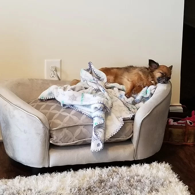 预发布站点、【Pet】Lola Dog Sofa、-12345