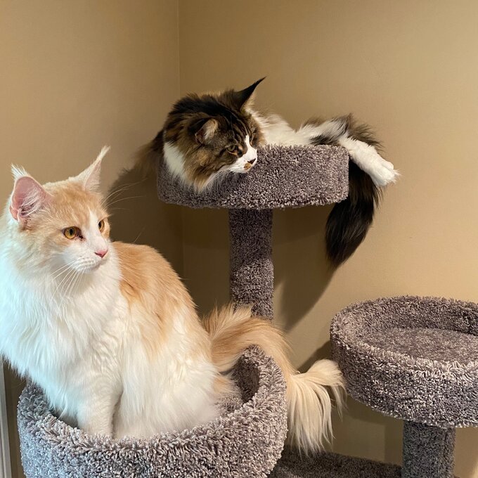 预发布站点、【Pet】65" Maine Coon House Cat Condo、-12345