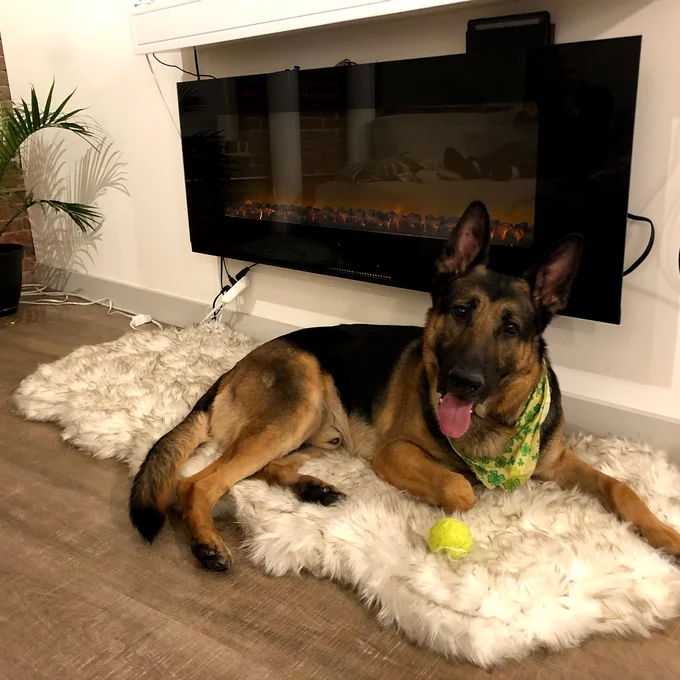 预发布站点、【Pet】Pretor Puprug Runner Faux Fur Memory Foam Dog Curve Mat、-12345