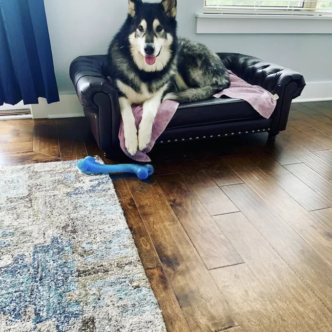 预发布站点、【Pet】Larock Dog Sofa、-12345