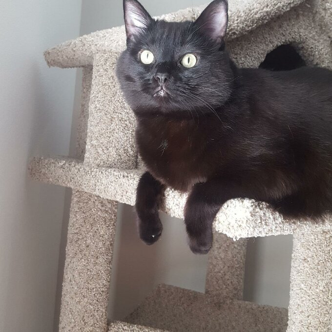 预发布站点、【Pet】66" Solid Wood Cat Tree、-12345