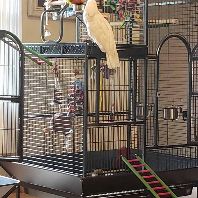 预发布站点、【Pet】Nickelson 66'' Steel Play Top Floor Bird Cage with Wheels、-12345