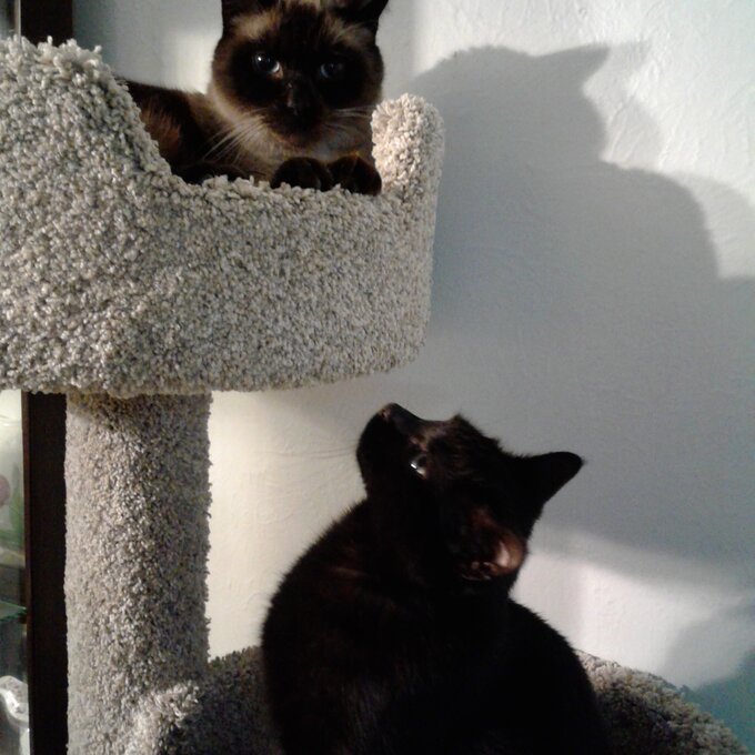 预发布站点、【Pet】64" New Stairway Cat Condo、-12345