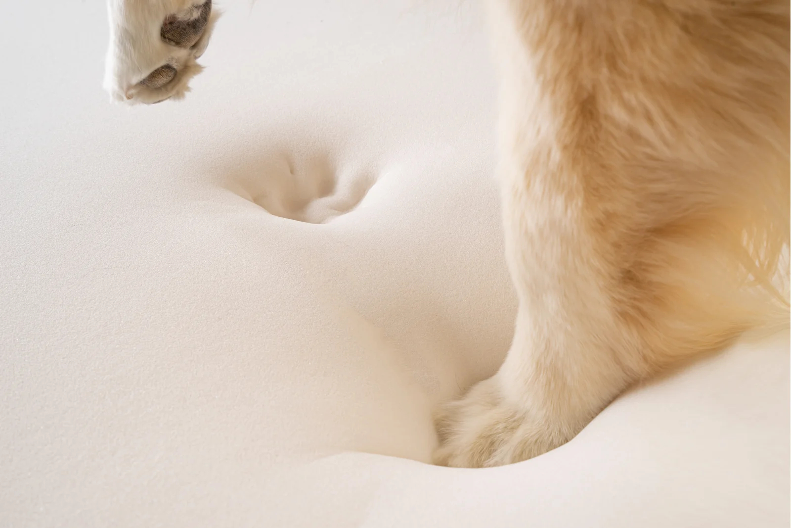 预发布站点、【Pet】Pretor Puprug Runner Faux Fur Memory Foam Dog Curve Mat、-12345