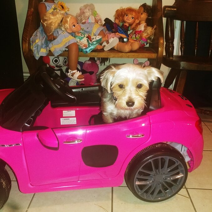 预发布站点、【Baby&Kids】Maserati Kids Ride on Battery Powered Car and Truck、-12345