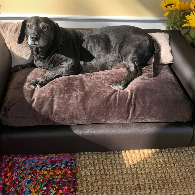 预发布站点、【Pet】Kayenta Premium Dog Sofa、-12345