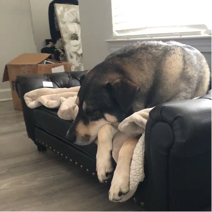 预发布站点、【Pet】Larock Dog Sofa、-12345