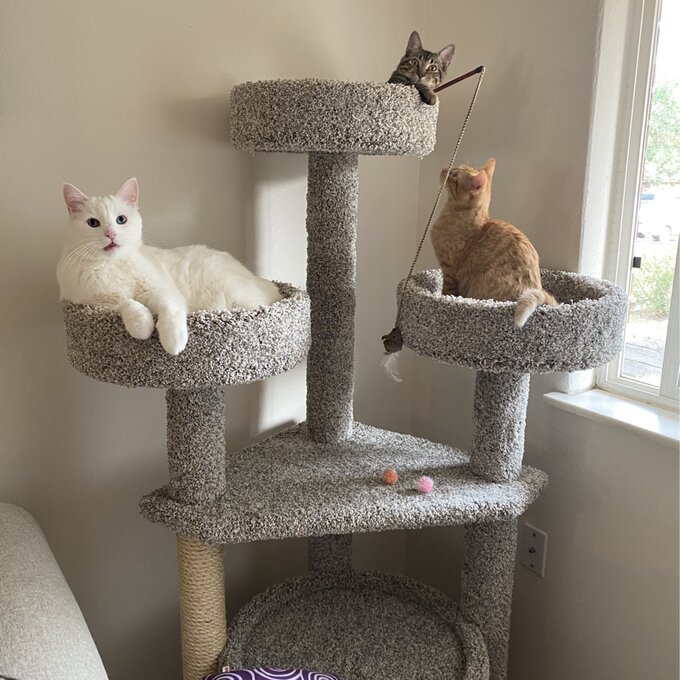 预发布站点、【Pet】65" Maine Coon House Cat Condo、-12345