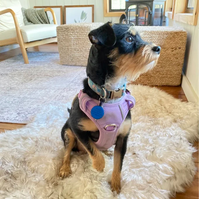 预发布站点、【Pet】Pretor Puprug Runner Faux Fur Memory Foam Dog Curve Mat、-12345