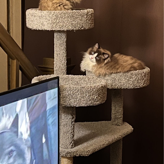 预发布站点、【Pet】65" Maine Coon House Cat Condo、-12345