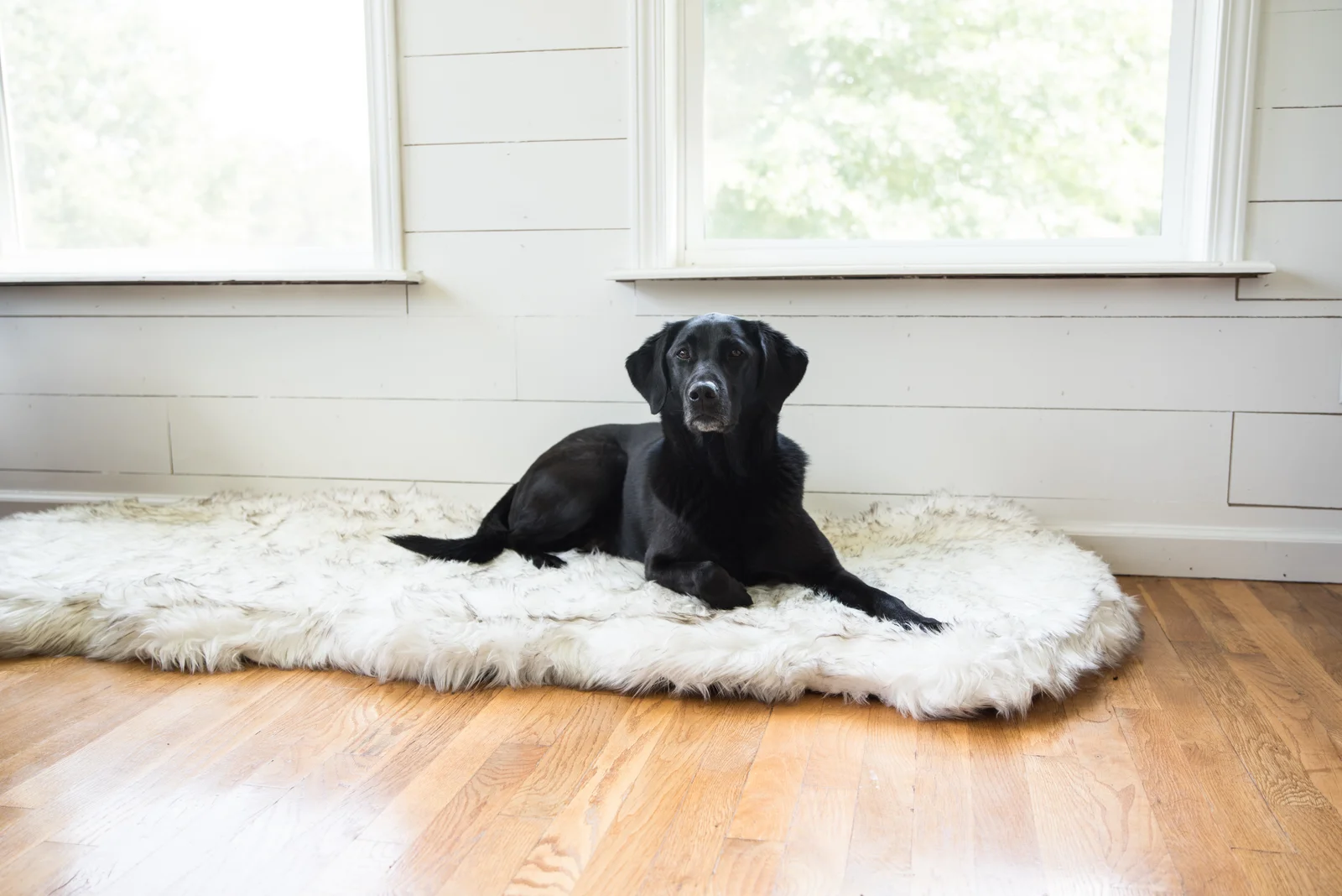 预发布站点、【Pet】Pretor Puprug Runner Faux Fur Memory Foam Dog Curve Mat、-12345