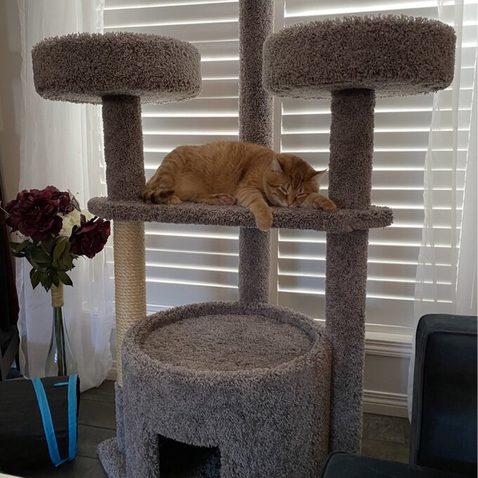 预发布站点、【Pet】65" Maine Coon House Cat Condo、-12345