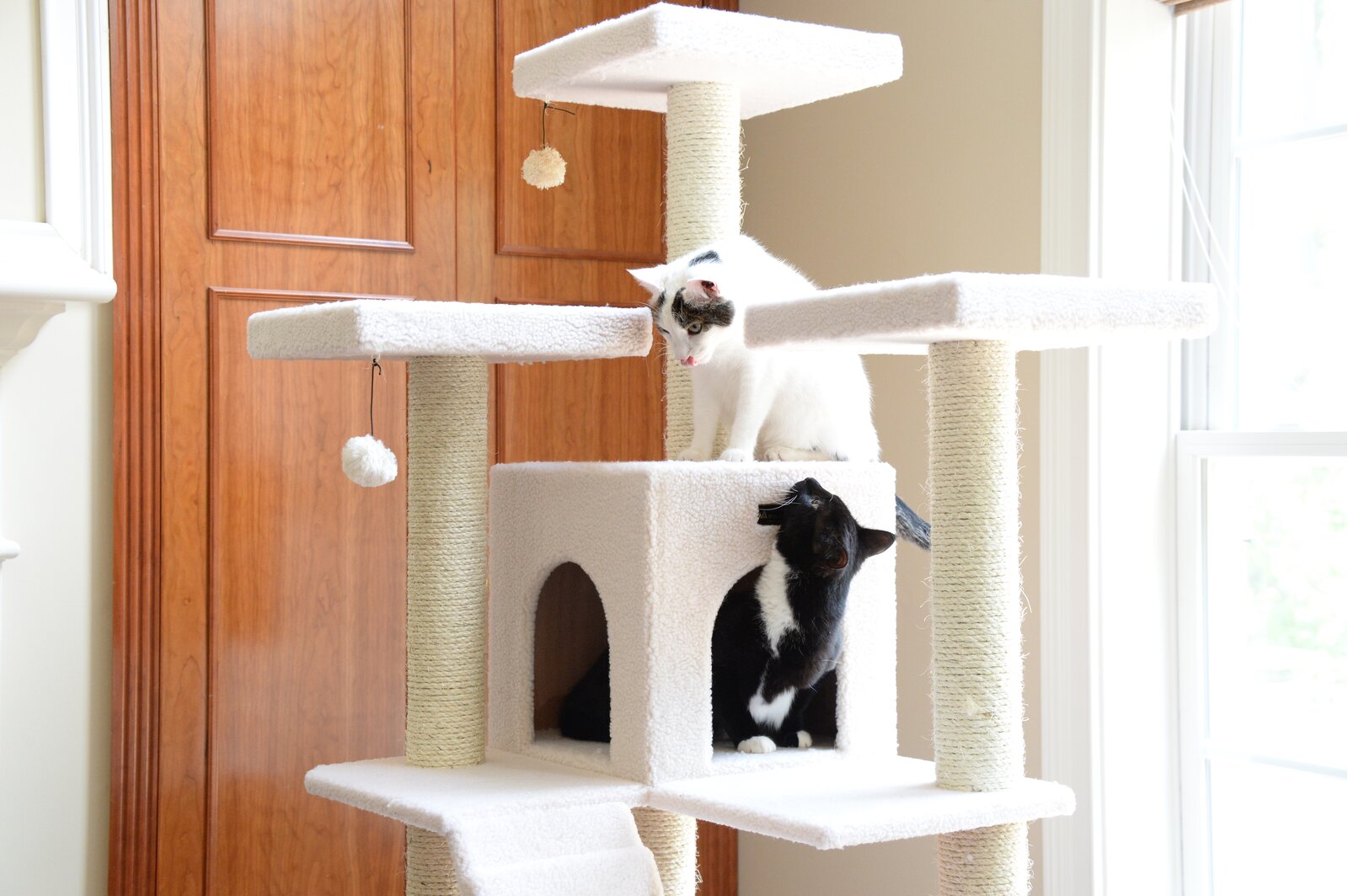 预发布站点、【Pet】77" Zuckerman Classic Real Wood Jackson Galaxy Approved Cat Tree、-12345