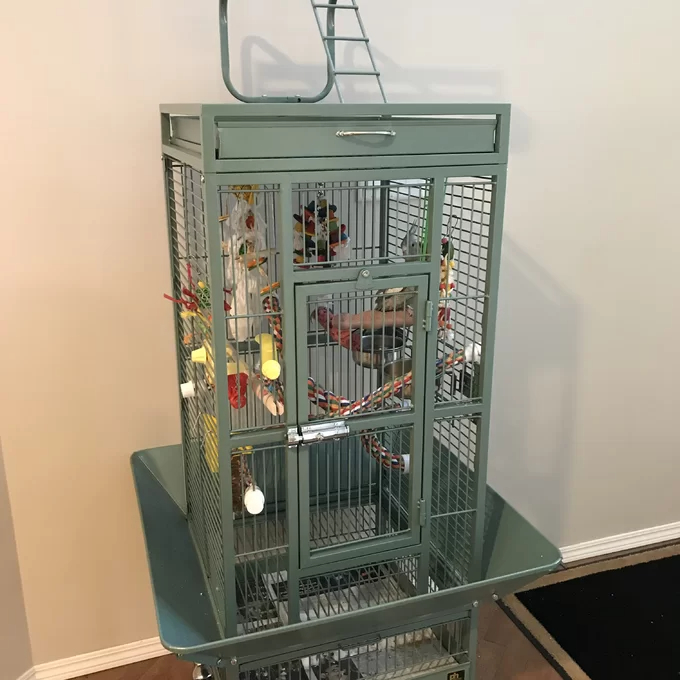 预发布站点、【Pet】Bremer Steel Play Top Floor Bird Cage with Wheels、-12345