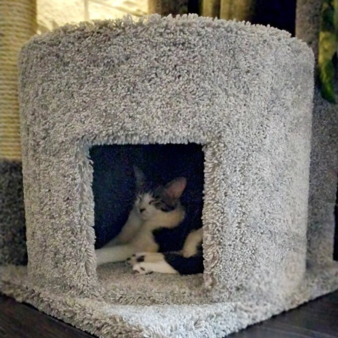 预发布站点、【Pet】65" Maine Coon House Cat Condo、-12345