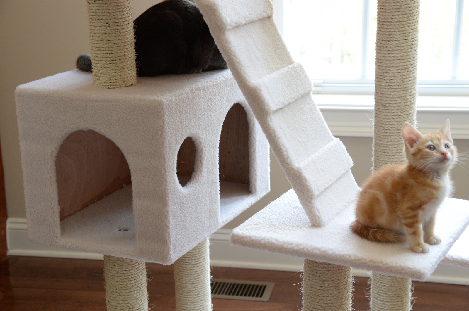 预发布站点、【Pet】77" Zuckerman Classic Real Wood Jackson Galaxy Approved Cat Tree、-12345