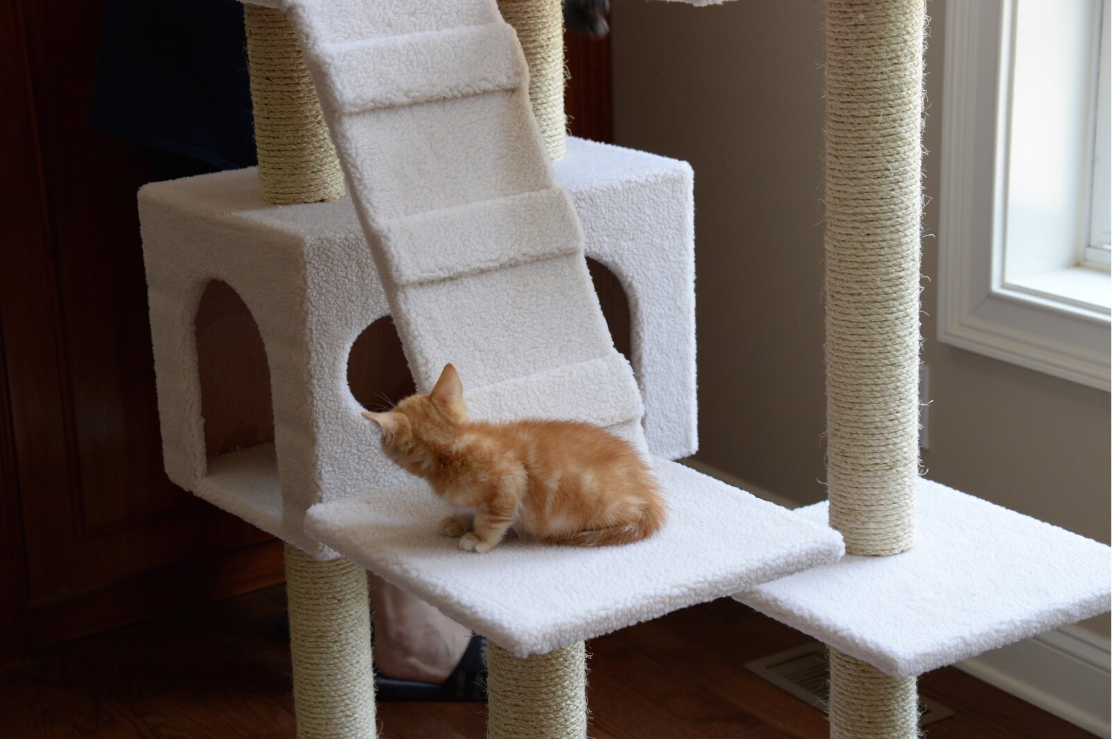 预发布站点、【Pet】77" Zuckerman Classic Real Wood Jackson Galaxy Approved Cat Tree、-12345