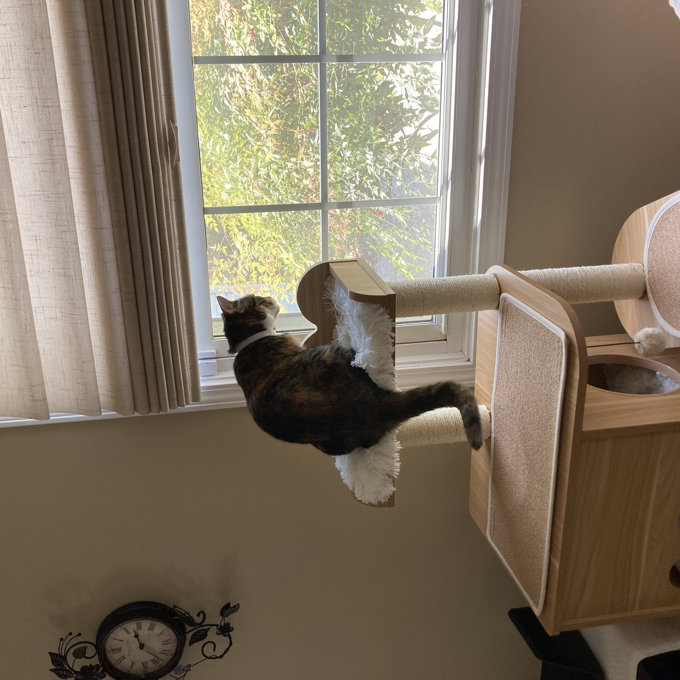 预发布站点、【Pet】47" Wooden Luxury Cat Tree、-12345