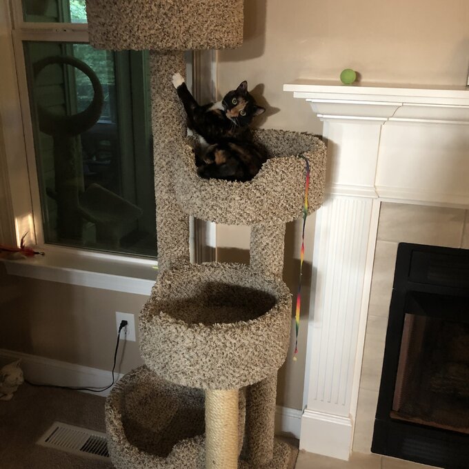 预发布站点、【Pet】64" New Stairway Cat Condo、-12345