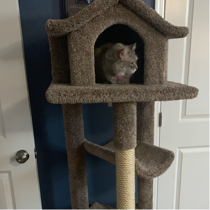 预发布站点、【Pet】66" Solid Wood Cat Tree、-12345