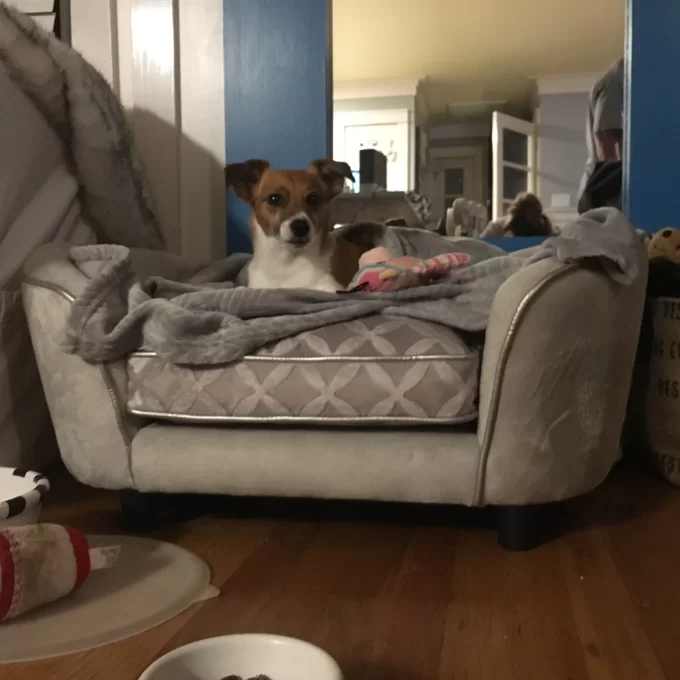 预发布站点、【Pet】Lola Dog Sofa、-12345