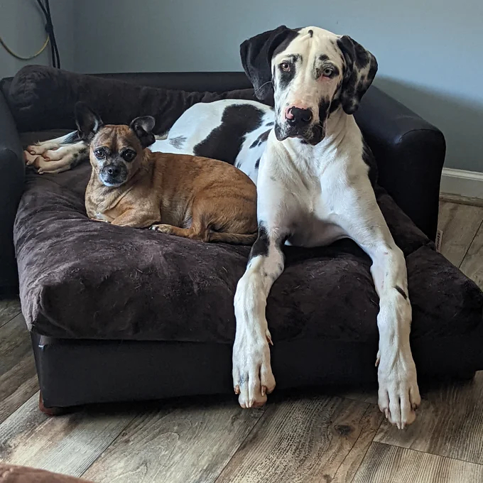 预发布站点、【Pet】Kayenta Premium Dog Sofa、-12345