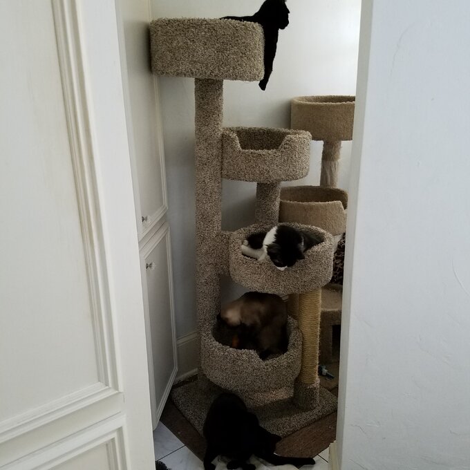 预发布站点、【Pet】64" New Stairway Cat Condo、-12345