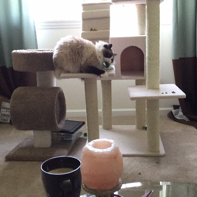 预发布站点、【Pet】77" Zuckerman Classic Real Wood Jackson Galaxy Approved Cat Tree、-12345